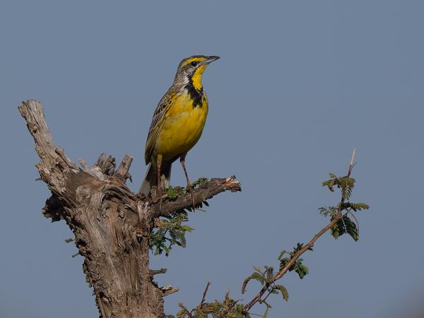 <h3><a href="/trips/tanzania/biota/animalia/chordata/aves/040 passeriformes/119 motacillidae/macronyx croceus/macronyx croceus-nl.html">Macronyx&nbsp;croceus</a> / Yellow‑throated&nbsp;longclaw / Geelkeellangklauw</h3>OM-1 Mark II met OLYMPUS M.150-400mm F4.5, 1/2500 sec  bij F5.0, ISO 200, afstand 24.4&nbsp;m